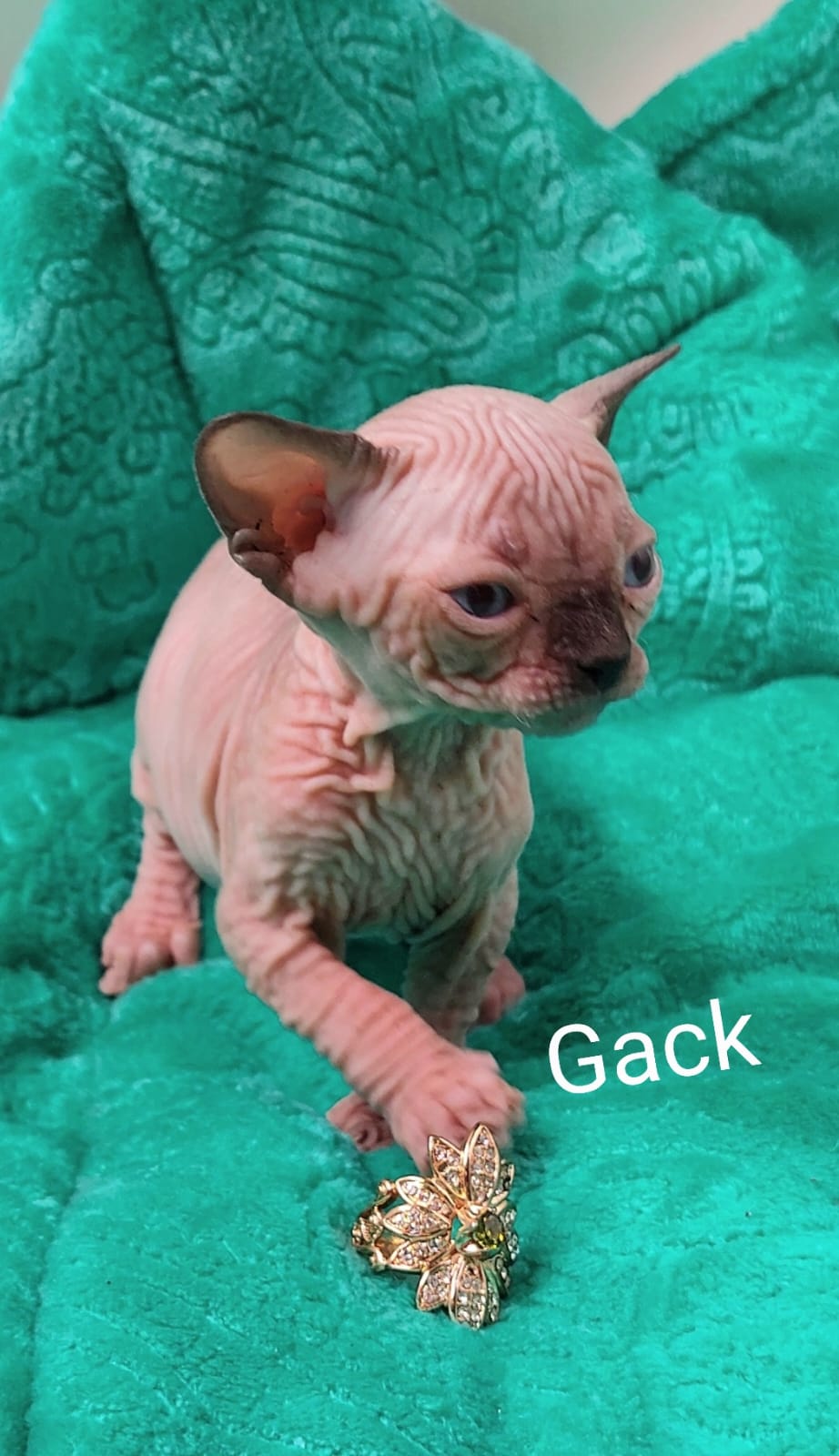 Gack